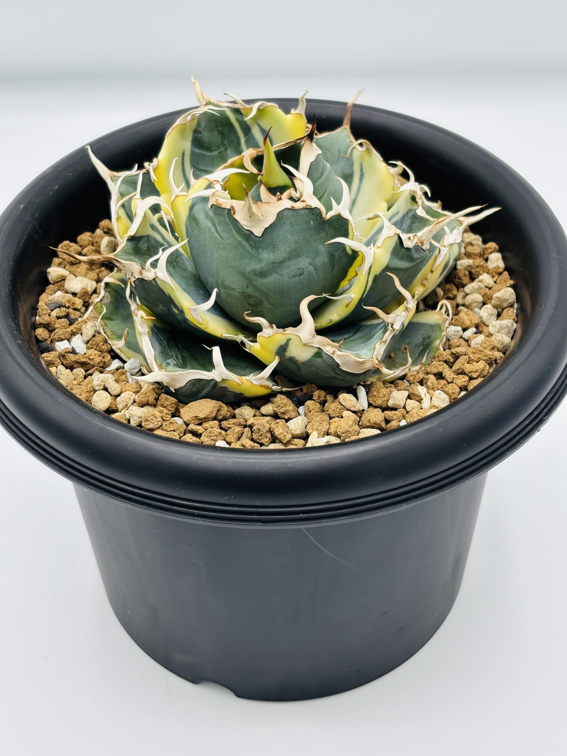 Amazon｜アガベ チタノタ 白鯨 (ハクゲイ)/ Agave titanota 'White